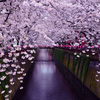 目黒川桜並木