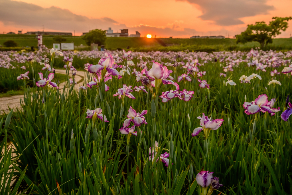 夕日と花菖蒲