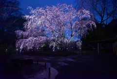 六義園の夜桜