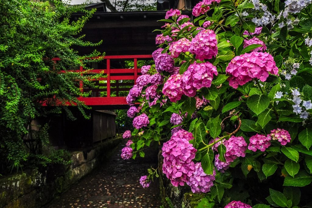 十年前の本土寺2