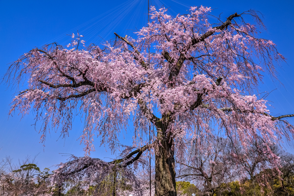 八年前の祇園しだれ桜