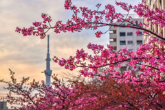 旧中川沿いの河津桜(再編集版)