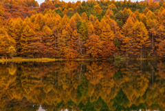 思い出の紅葉: 十一年前の御射鹿池