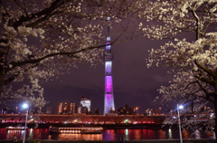 夜桜、スカイツリー、屋形船