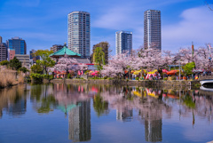 不忍池の桜