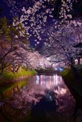 弘前の夜桜