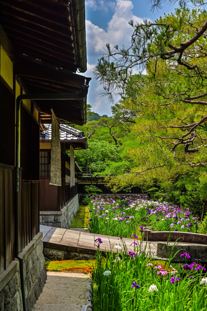 野村碧雲荘の花菖蒲