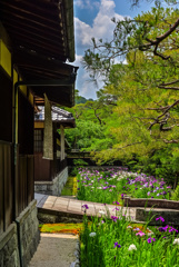 野村碧雲荘の花菖蒲
