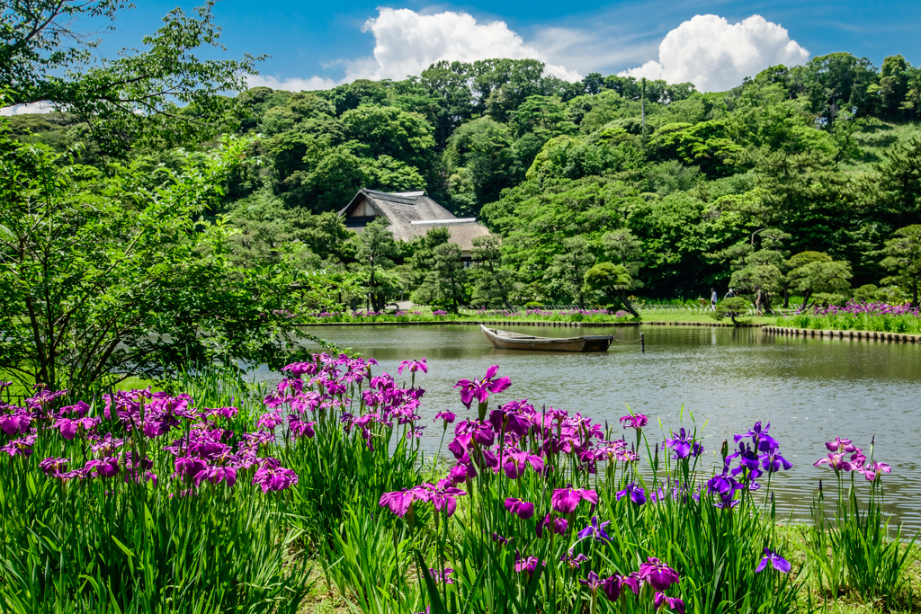 三渓園の花菖蒲2
