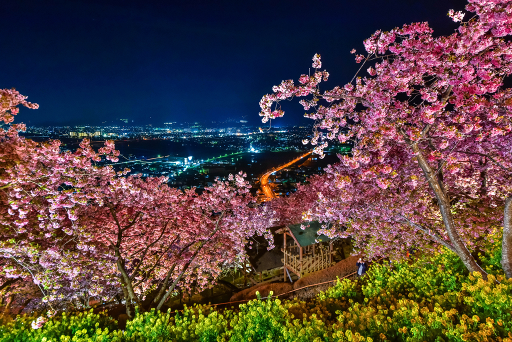 まつだ桜まつり3