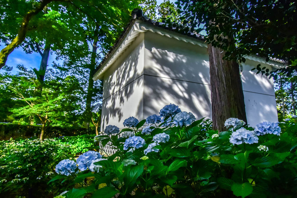 真如堂の紫陽花