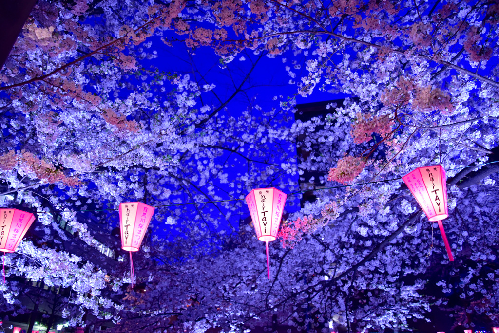 目黒川夜桜5