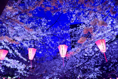 目黒川夜桜5