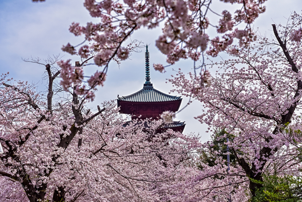 桜と五重塔