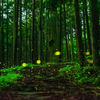 林道のヒメボタル2