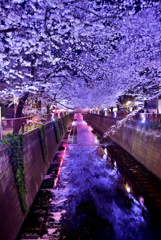 目黒川夜桜2