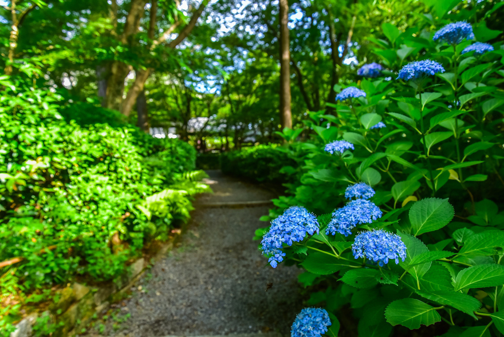 真如堂の紫陽花2