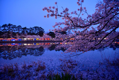 高田城百万人観桜会6