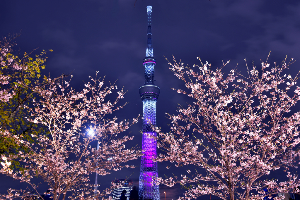 隅田公園夜桜4