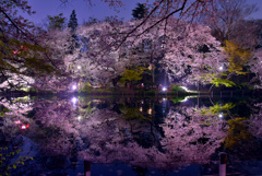 井の頭公園夜桜