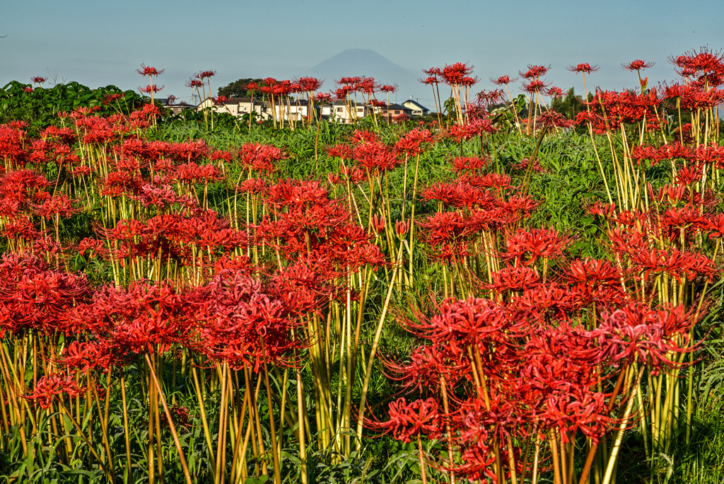 彼岸花と富士山