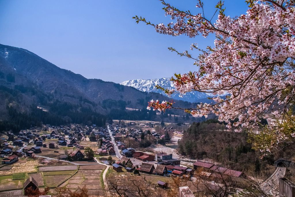 白川村の春