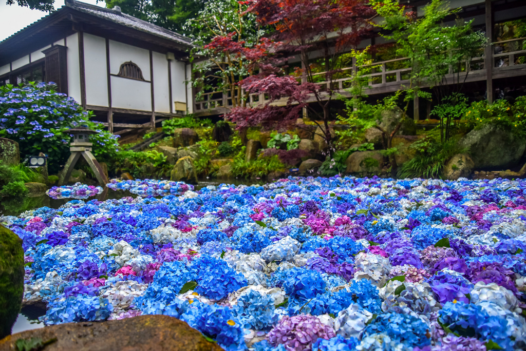 池の水中花