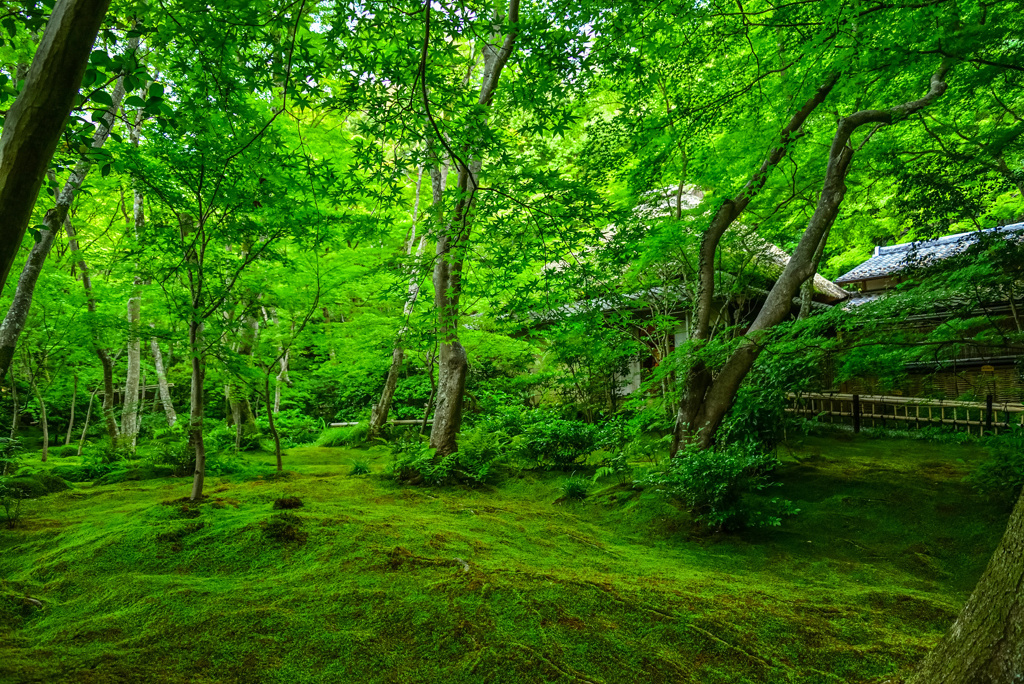 祇王寺の新緑
