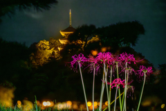 三渓園の彼岸花