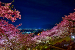 まつだ桜まつり