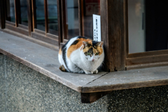 ニャンコ型防犯カメラかと思った