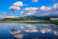 八年前の米原の水田