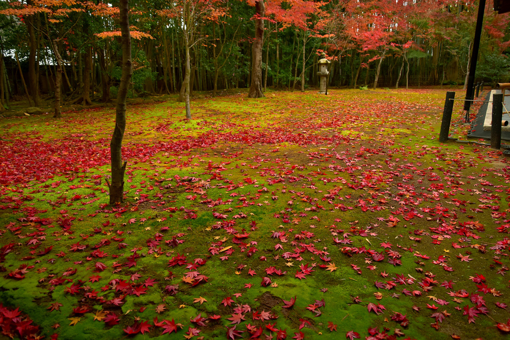 高桐院の散紅葉