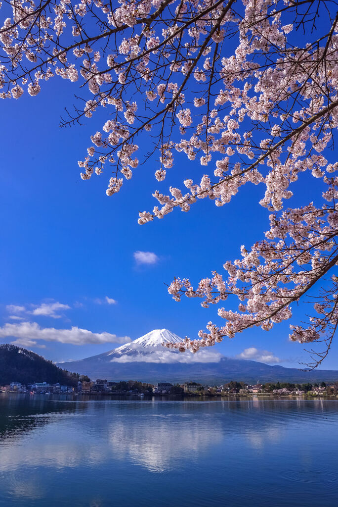 河口湖の桜2