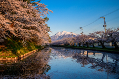 桜と岩木山