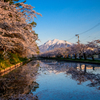 桜と岩木山