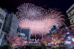 熱海桜と熱海の花火2