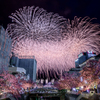 熱海桜と熱海の花火2