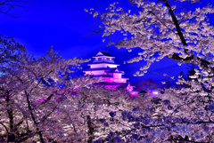 会津夜桜