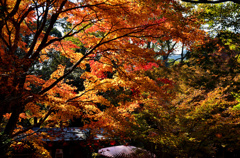 紅葉の雨に傘を広げて