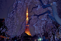 増上寺しだれ桜と東京タワー