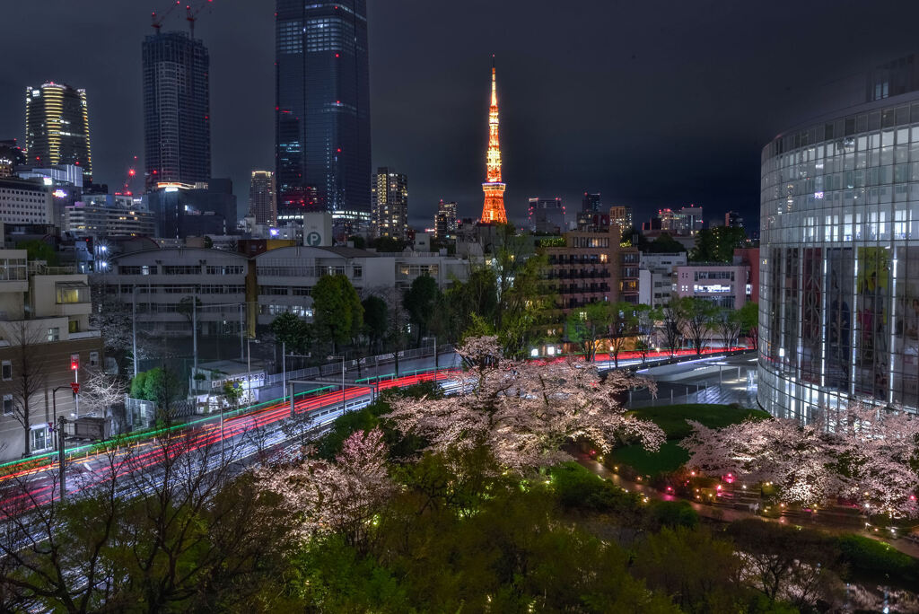 毛利庭園の夜桜