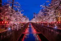 中目黒桜まつり(追加分)