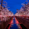 中目黒桜まつり(追加分)