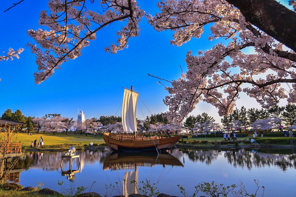 酒田 日和山公園の桜2