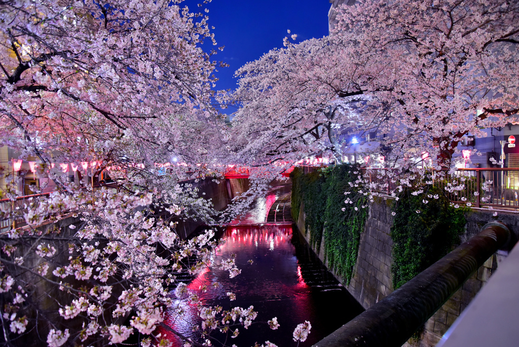 目黒川夜桜4