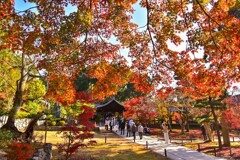 東福寺の紅葉カーテン