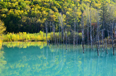 青い池の秋2