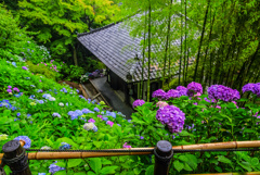 長谷寺の紫陽花