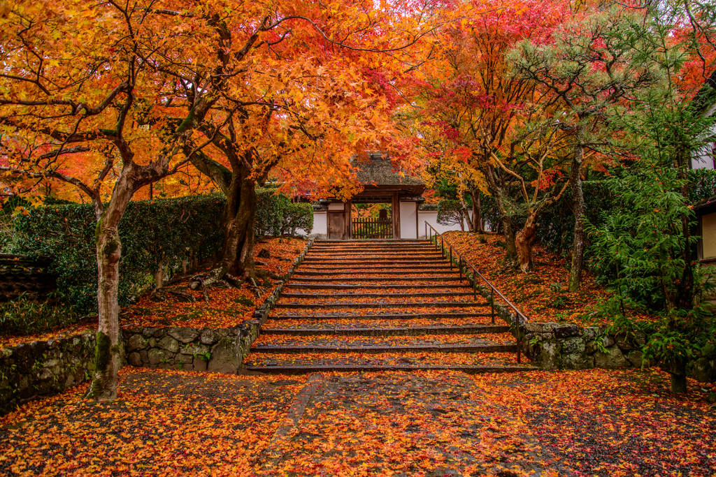 京都 安楽寺の散紅葉